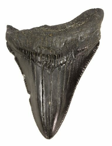 Juvenile Megalodon Tooth - Serrated Blade #56618